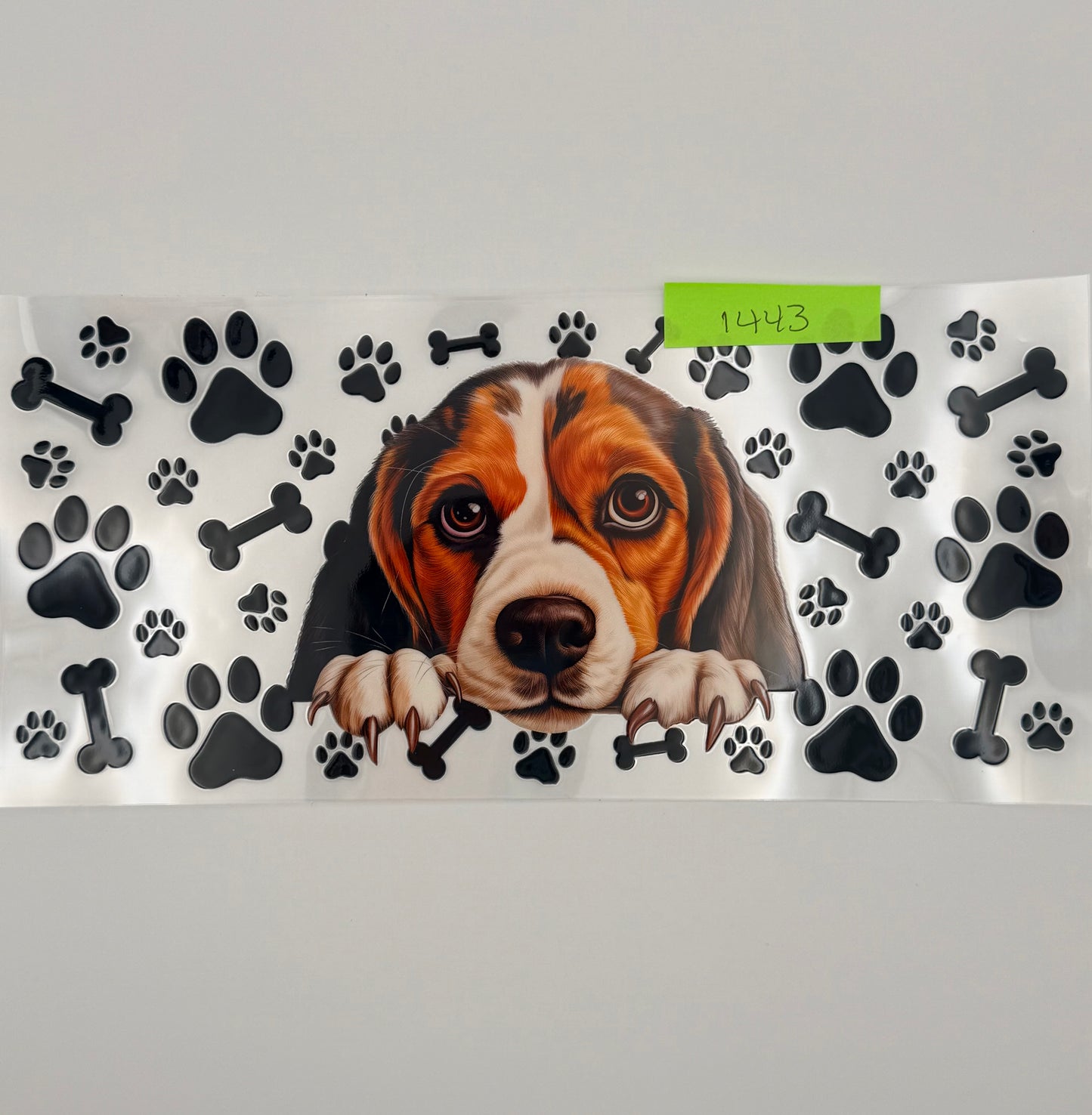 Beagle