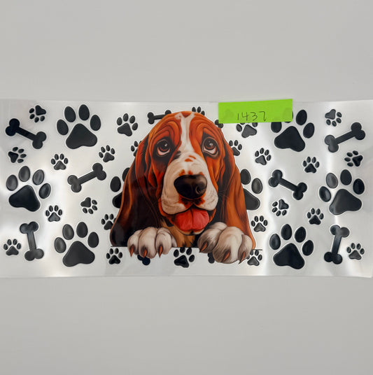 basset hound