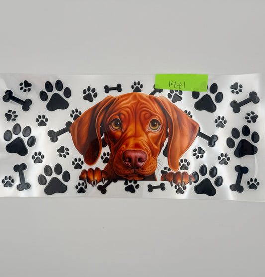 Vizsla