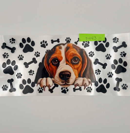 Beagle