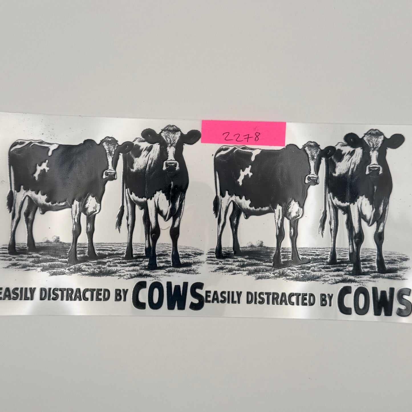 distracted by cows